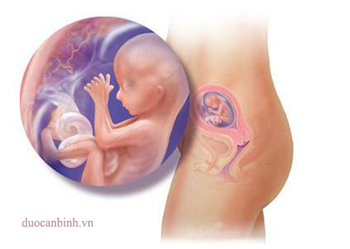 Sự phát triển của thai nhi theo giai đoạn